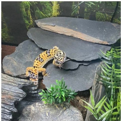 Stacked slate in aquarium with Leopard Gecko 