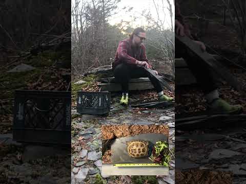 Extra Large | Natural Slate Rock Cave Basking