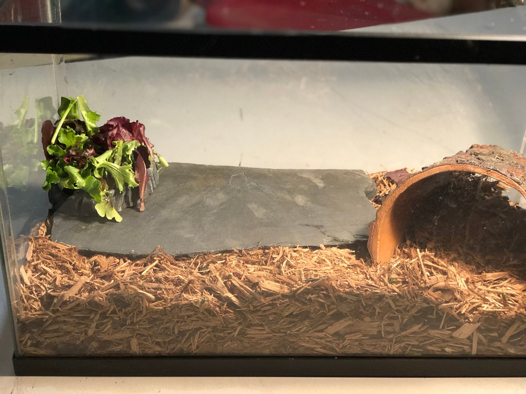 Single Natural Slate Stone for Terrariums