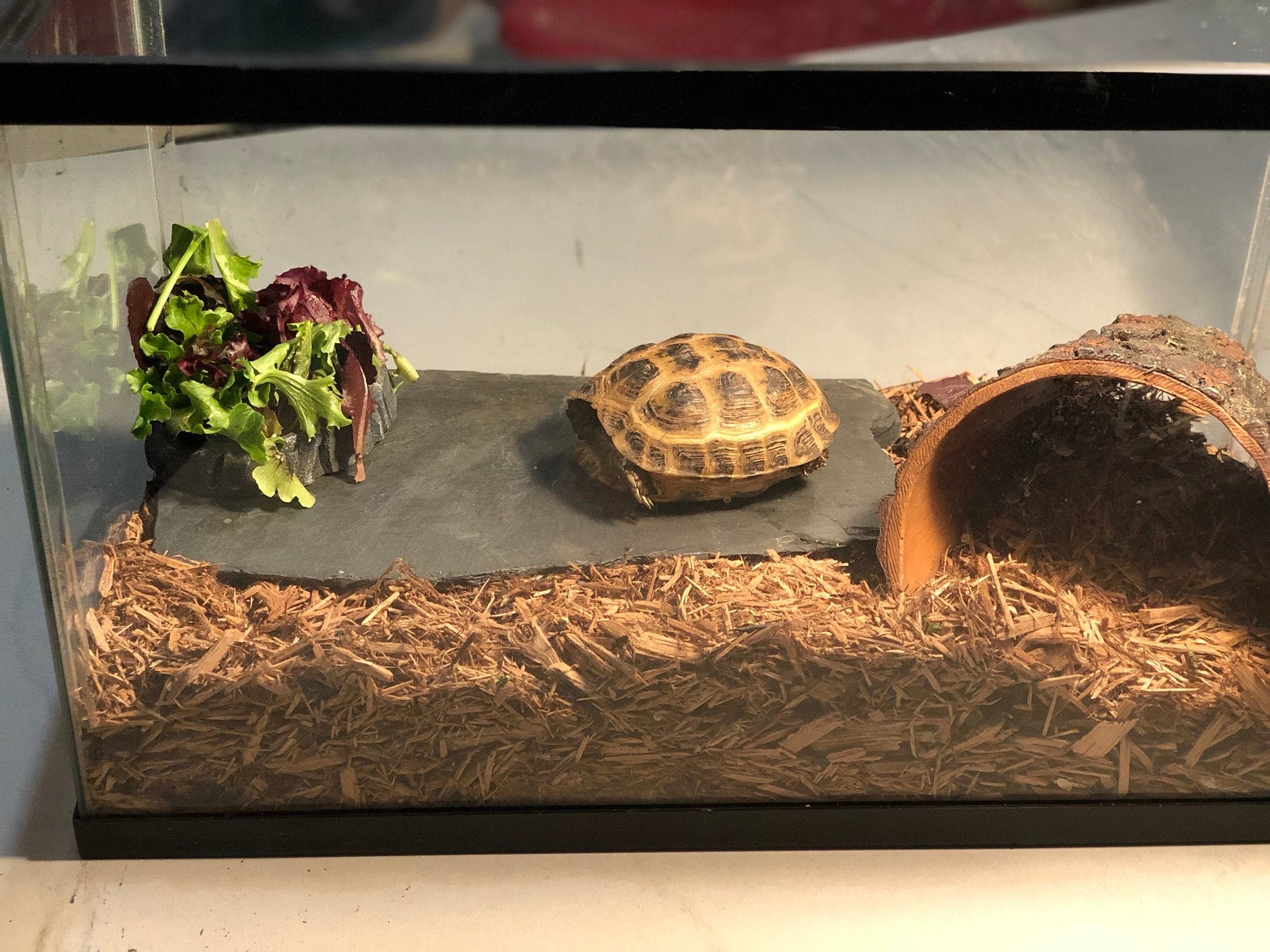 Single Natural Slate Stone for Terrariums