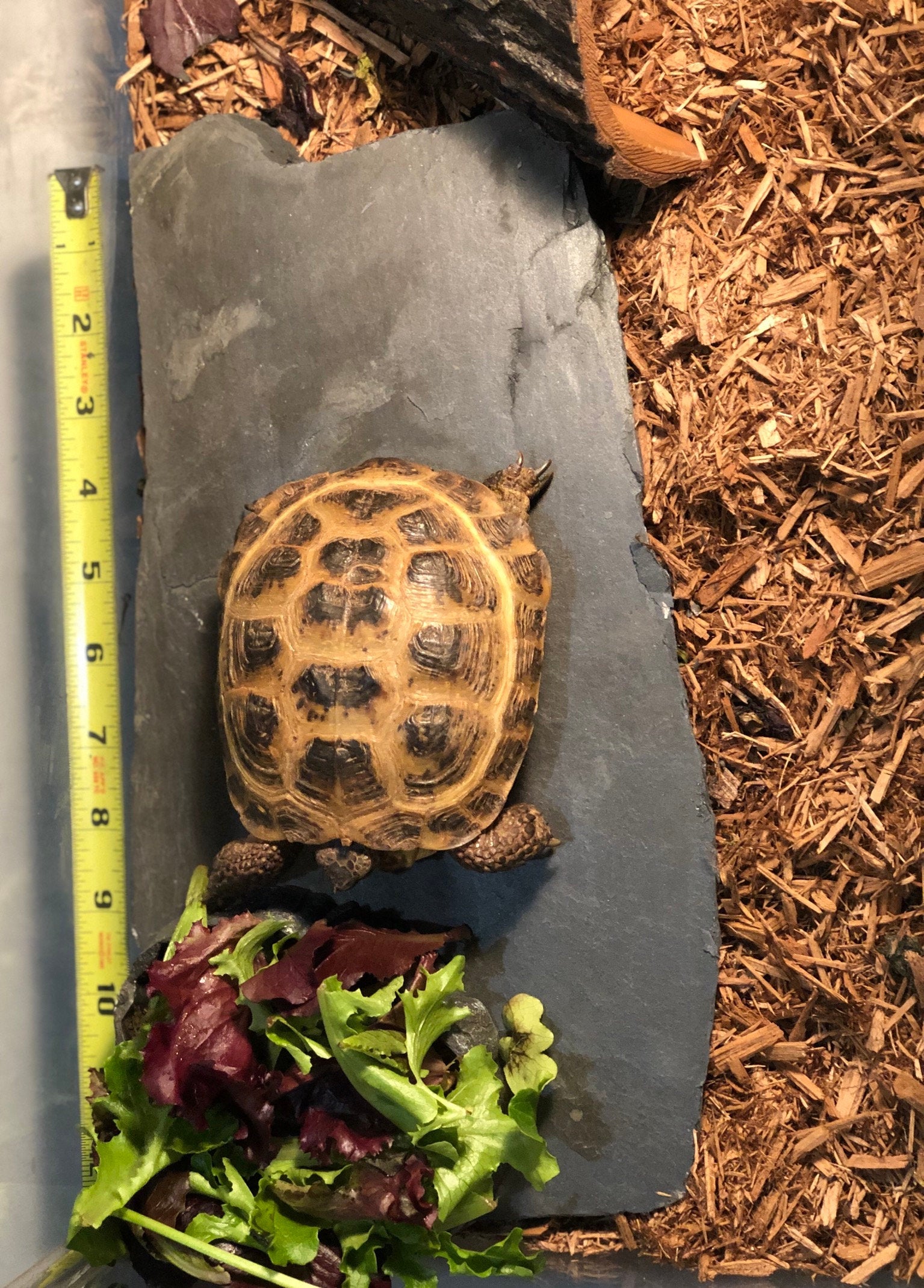 Single Natural Slate Stone for Terrariums