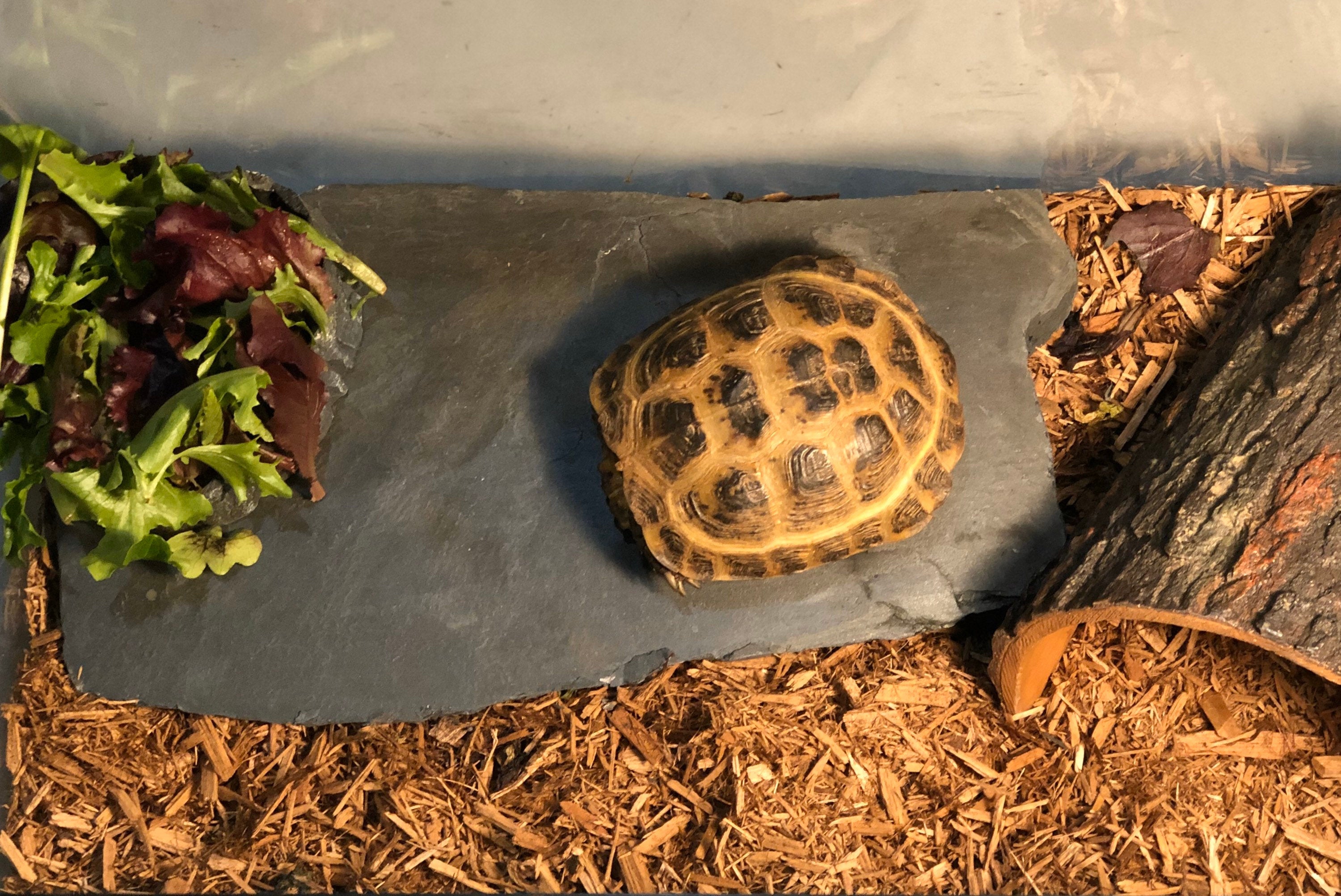 Single Natural Slate Stone for Terrariums