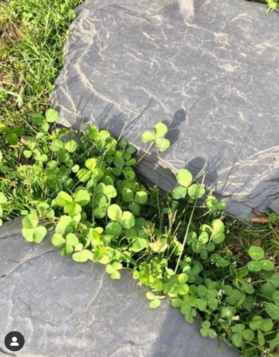 Slate steppingstones in clovers